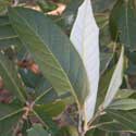 Silver-leaf Oak