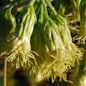 Large-flowered Brickellbush