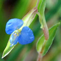 Birdbill Dayflower