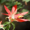 Foothills Paintbrush