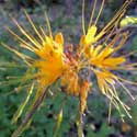 Jones' Spiderflower