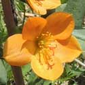 Orange Flame-flower