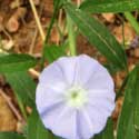 Silver Dwarf Morning-glory