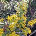 Wright's Goldenrod