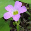 Broad-leaf Woodsorrel