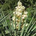 Sierra Madre Yucca