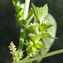 New Mexico Copperleaf