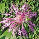 Rothrock's Knapweed