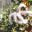 Mexican Cliff Rose