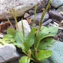 Broadleaf Plantain