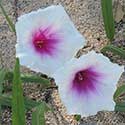 Pink-throat Morning-Glory