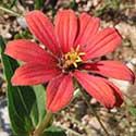 Peruvian Zinnia