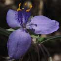 Prairie Spiderwort