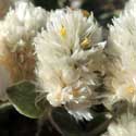 Buckhorn Cholla