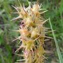 Common Sand Bur