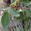 Evergreen Sumac