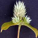 Pearly Globe Amaranth