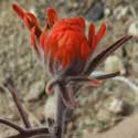 Desert Paintbrush