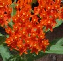 Butterfly Milkweed