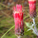 Arizona Thistle