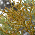 Pinyon Dwarf Mistletoe