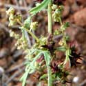 Flat-spined Bur Ragweed