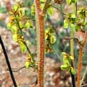 Winged Buckwheat