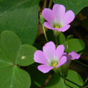 wood sorrel