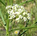 Whorled or Horsetail Milkweed
