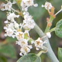 Fendler's Ceanothus