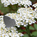 Common Yarrow