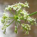 Celery flowers have 5 small petals