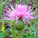 Wheeler's Thistle