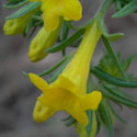 Many-flowered Puccoon