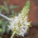 white prairie clover