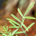 leaf detail of white prairie clover