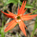 Mexican Campion