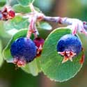 Utah Serviceberry