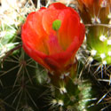 Claret-Cup Cactus