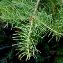 White Fir