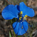 Birdbill Dayflower