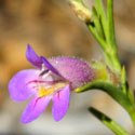 Toad-flax Penstemon