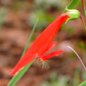 Beard-Lip Penstemon