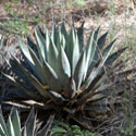 habitat of Agave parryi, photo © by Mike Plagens