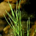 Field Horsetail