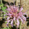 Bee Balm, Monarda fistulosa,