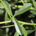 leaf of Scurf Pea, Psoralidium tenuiflorum