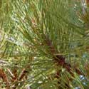 Ponderosa Pine