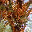 Pineland Dwarf Mistletoe