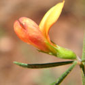 Wright's Deer Vetch